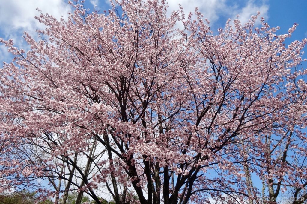 Sakura di Komakaido di Kota Towada