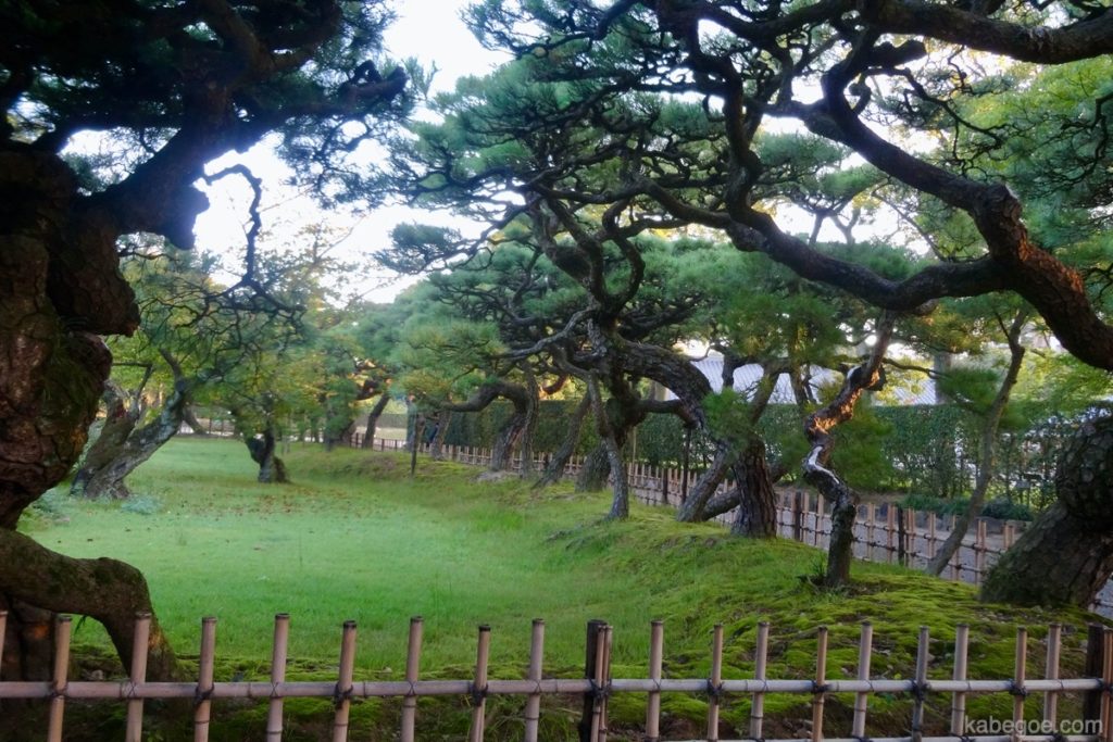 Hokomatsu / Byofumatsu en el jardín Ritsurin