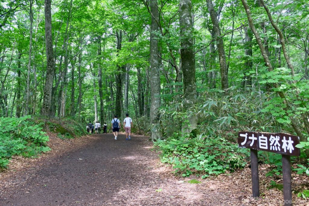 Foresta naturale di faggi nelle montagne di Shirakami