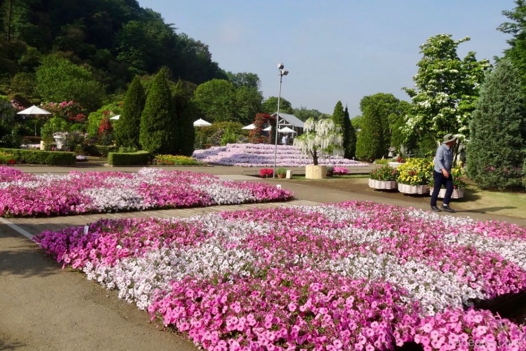 Ashikaga Flower Park Azalee