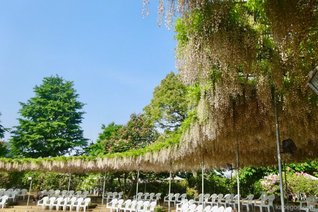 Rak Wisteria Putih Taman Bunga Ashikaga