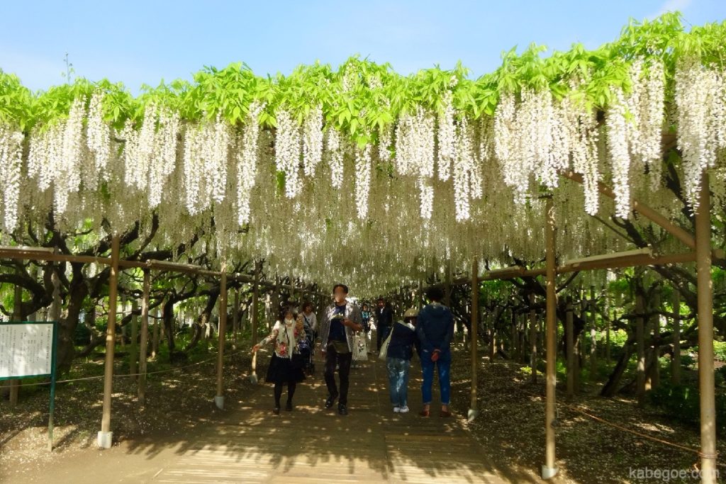 Ashikaga Flower Park White Wisteria-plank