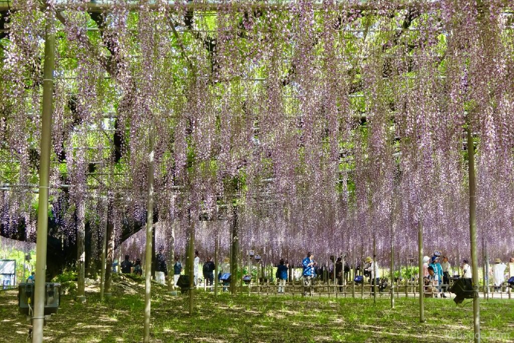 Ashikaga Flower Park Shifuji Shelf. رف حديقة أشيكاغا للزهور