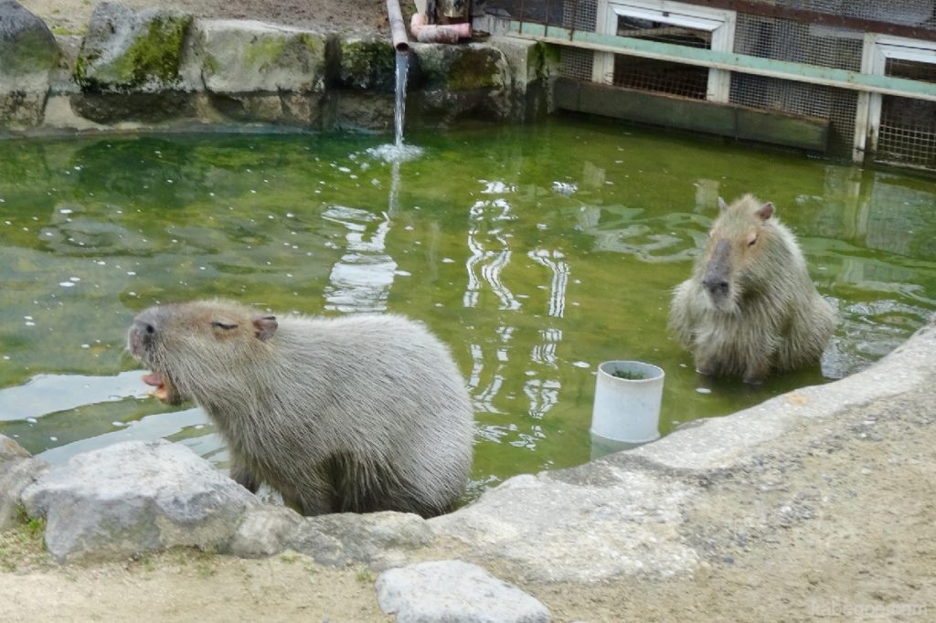 Beppu Onsen Mountain Jigoku Capybara
