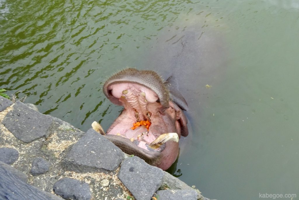 Hippopotame de l'enfer des montagnes de Beppu Onsen
