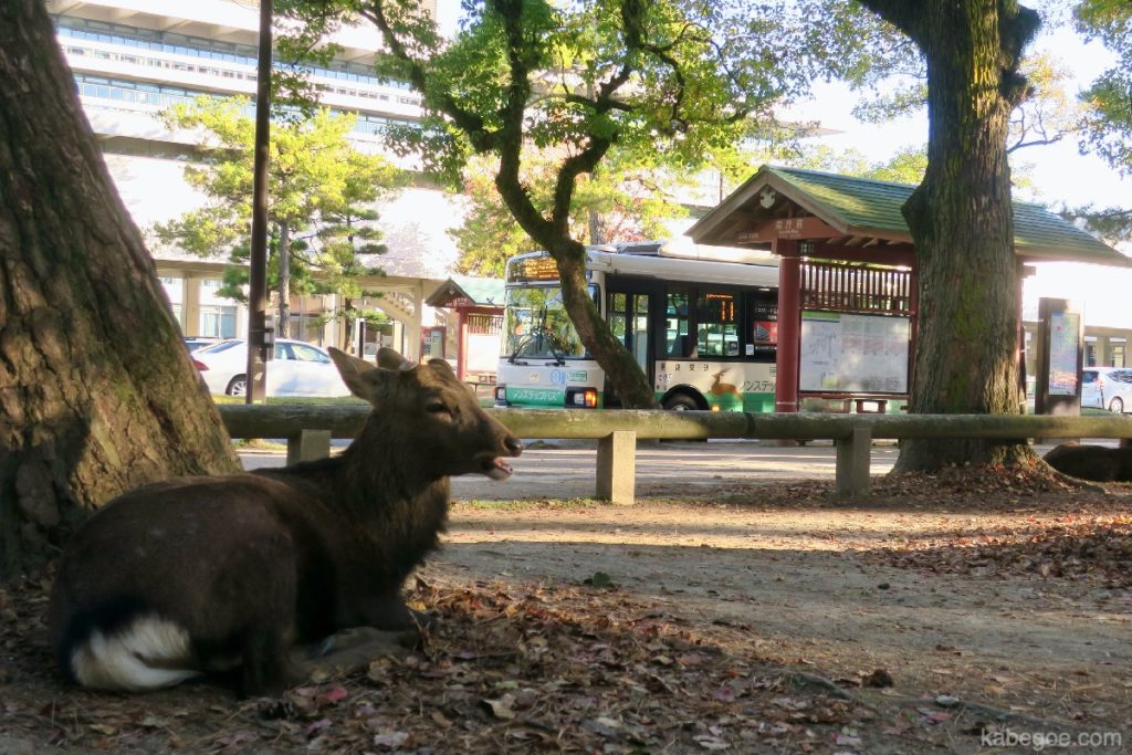 Cerf dans le parc de Nara