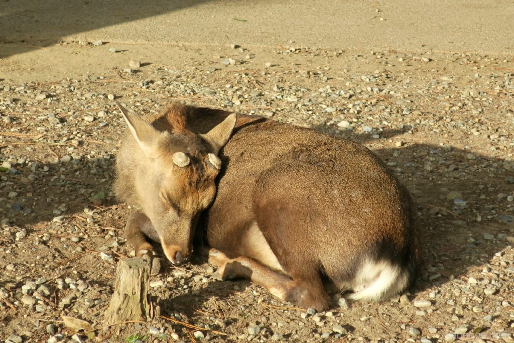 नारा पार्क में सोते हुए हिरण