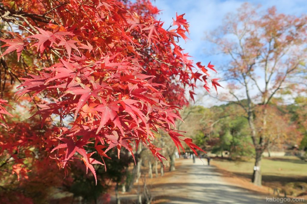 Hojas de otoño en el parque de Nara