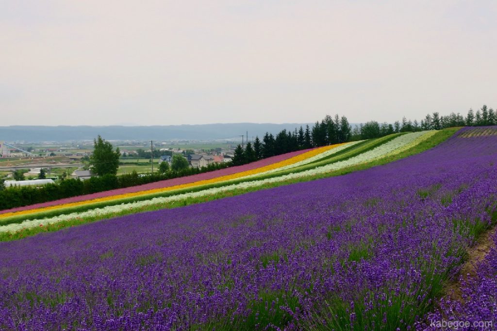 Ladang ladang lavender Tomita