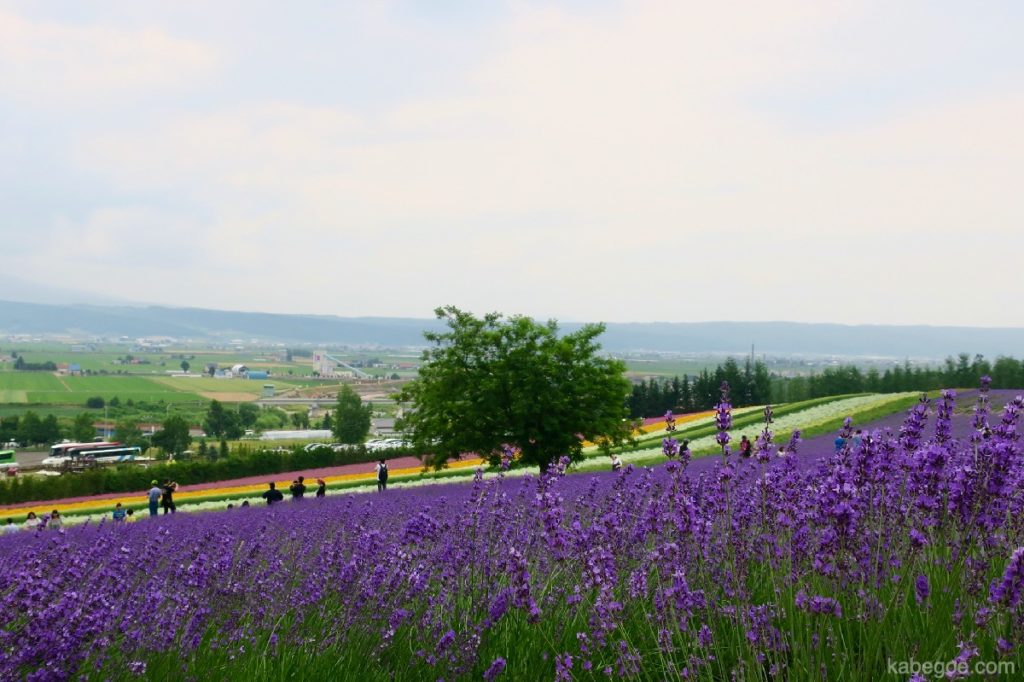Ladang ladang lavender Tomita