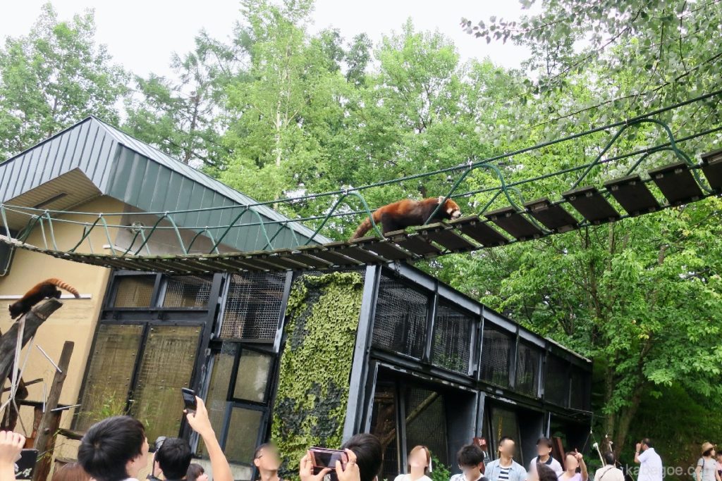 Panda rosso dello zoo di Asahiyama