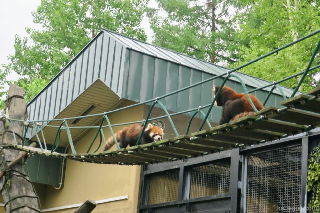 Panda rouge du zoo d'Asahiyama
