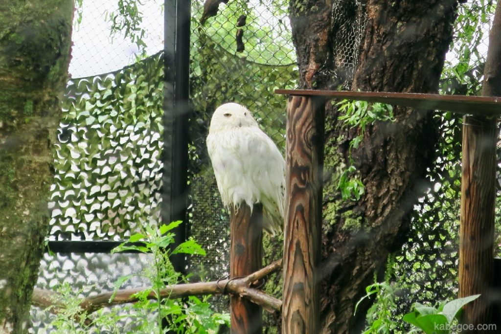अस्हियामा चिड़ियाघर में बर्फीला उल्लू