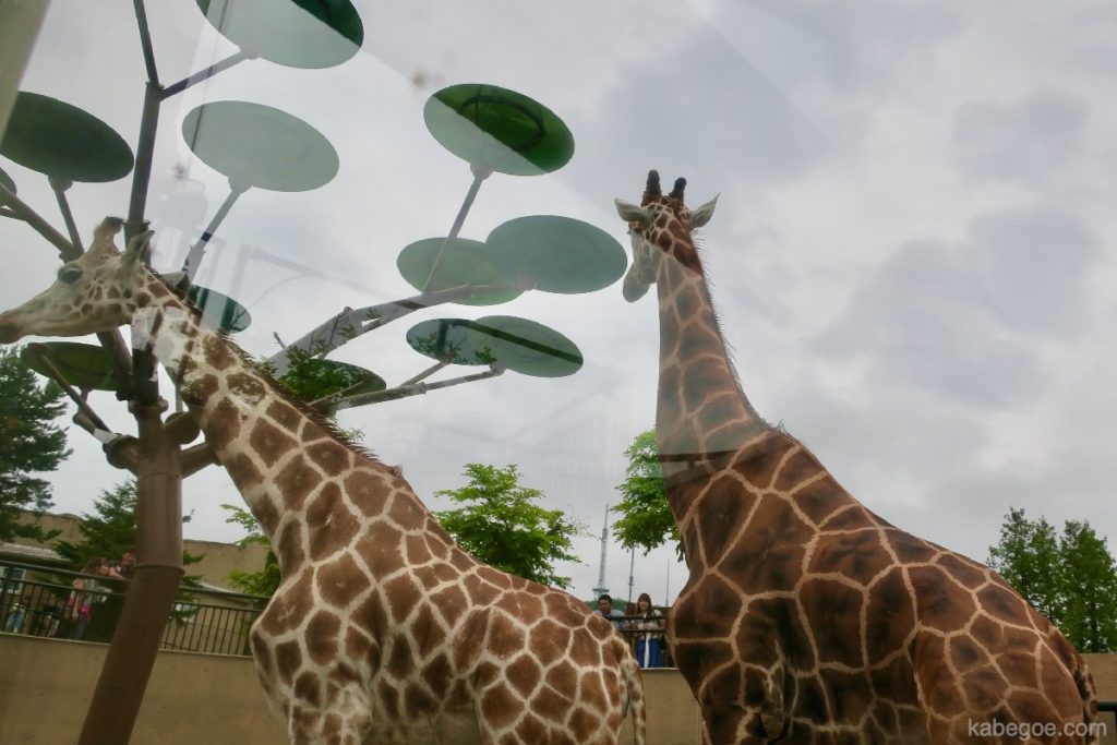 Giraf bij Asahiyama Zoo
