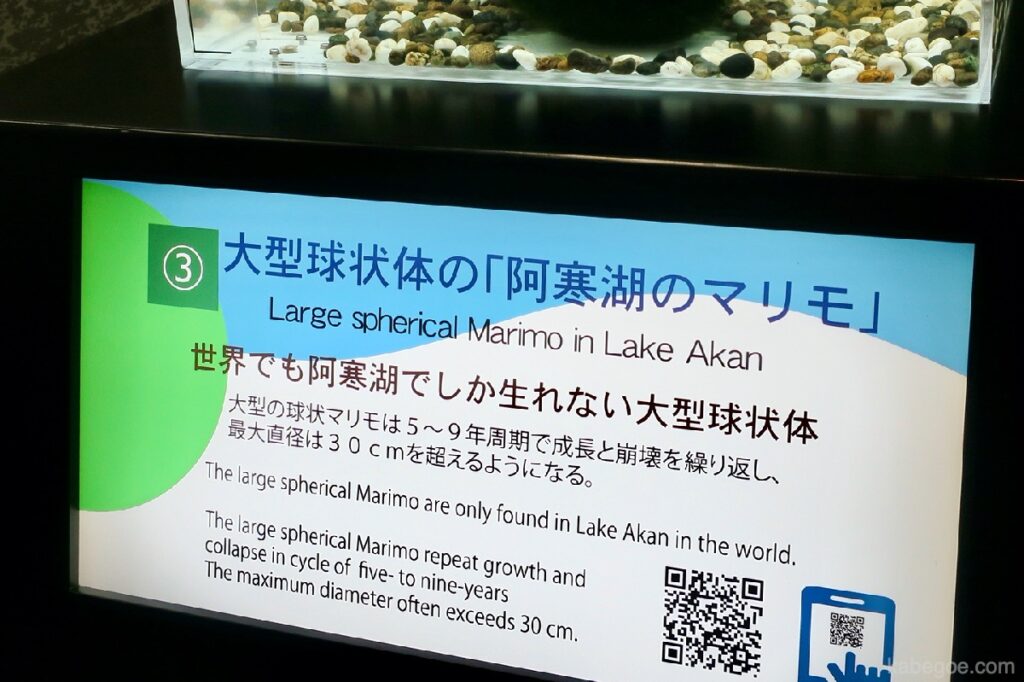 Marimo aan het Akan-meer