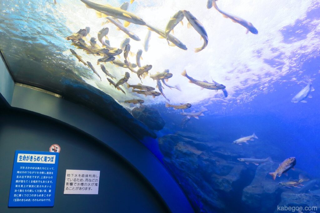 北の大地の水族館の「生命がきらめく滝つぼ」