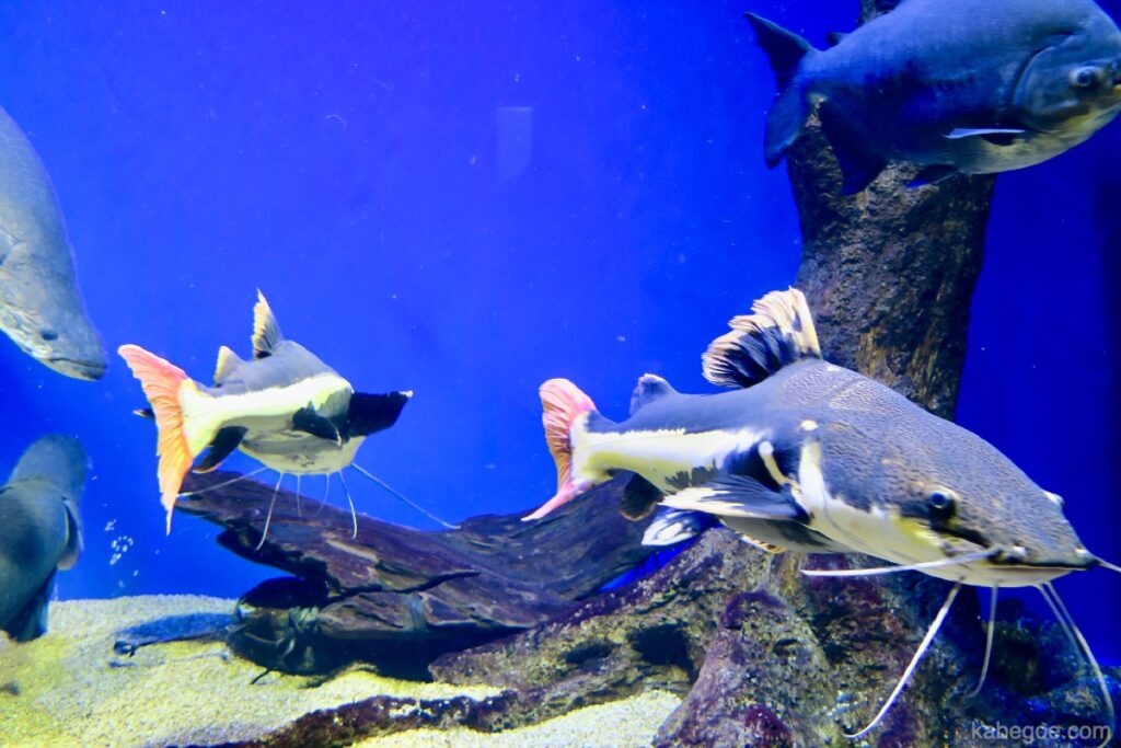 Noordelijke Daichi Aquarium Redtail Catfish