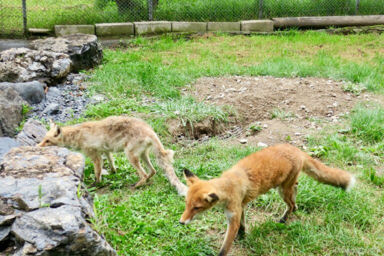 北きつね牧場|放し飼いのキツネやタヌキに会える楽園(北海道) ★☆☆ - かべごえ旅行絵巻