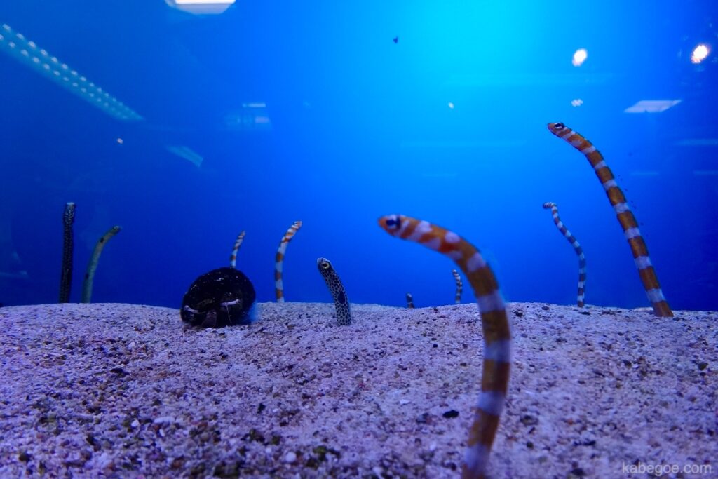 أوكيناوا رصدت حديقة ثعبان البحر