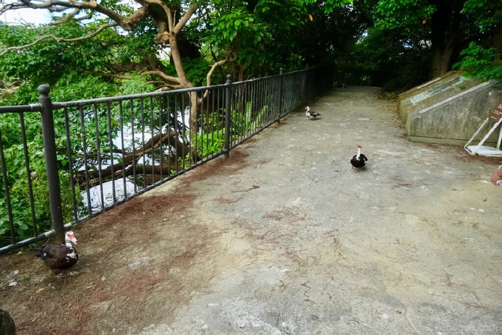Pato real del castillo de Shurijo