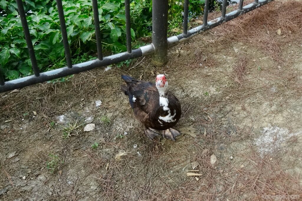 Pato real del castillo de Shurijo