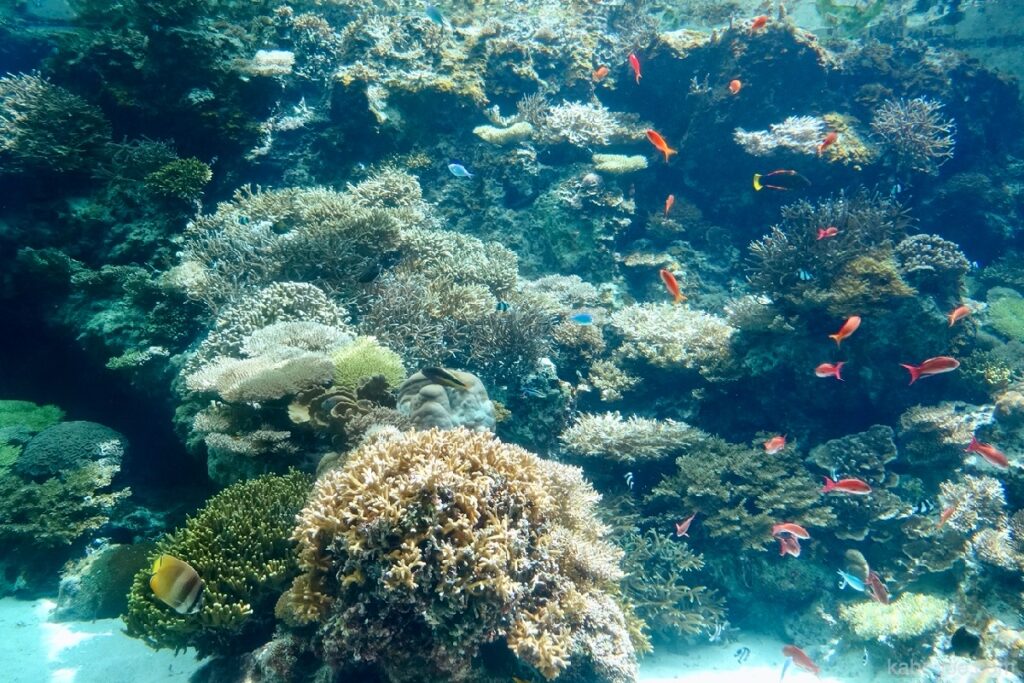 Arrecife de coral del acuario Churaumi