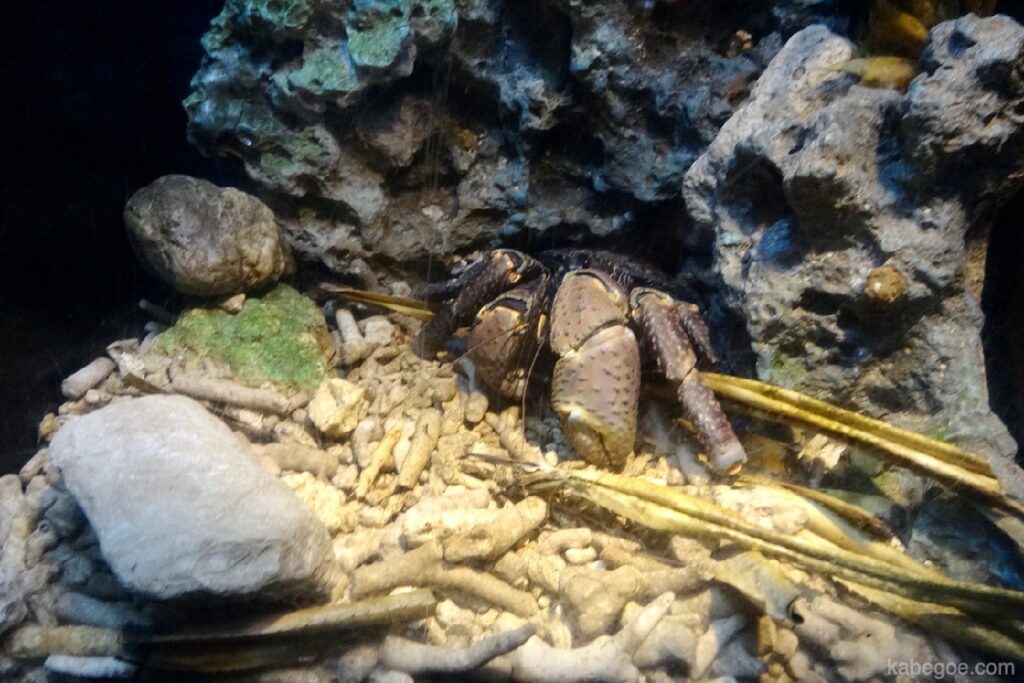 Crabe de noix de coco de l'aquarium de Churaumi