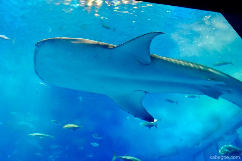 Tiburón ballena del acuario de Churaumi