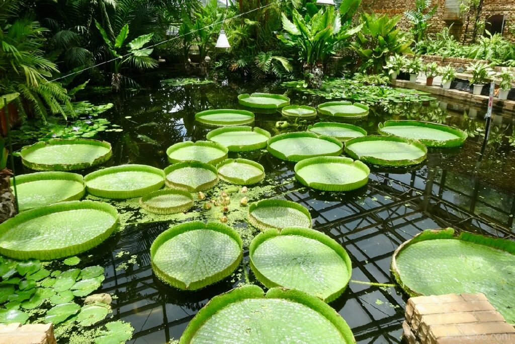Centre de rêve tropical Lotus