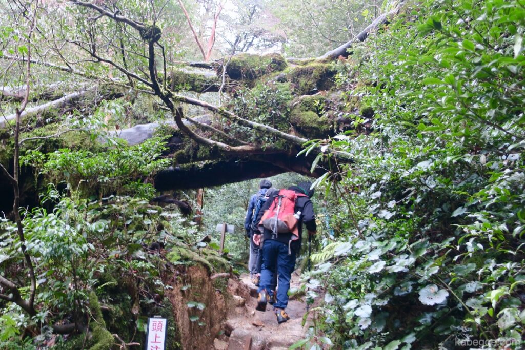 Yakushima-trekking
