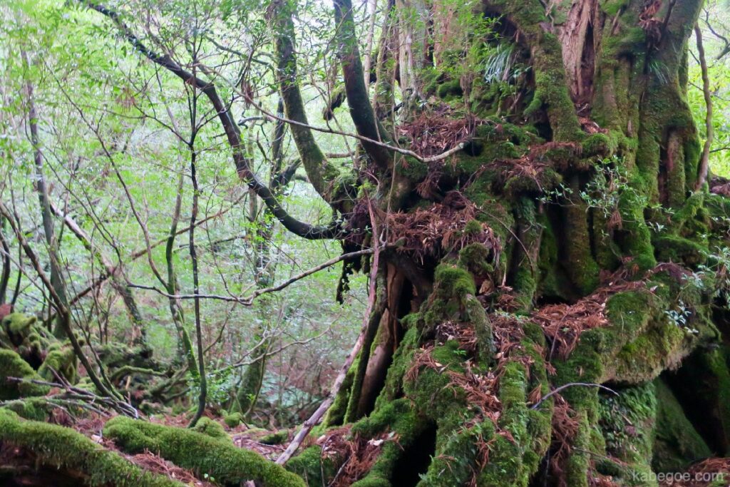 屋久島の苔むすの森