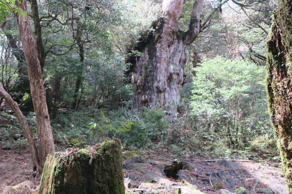 Pohon cedar Jomon di Yakushima