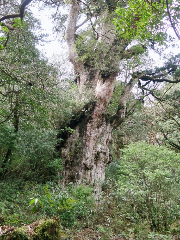 Pohon cedar Jomon di Yakushima