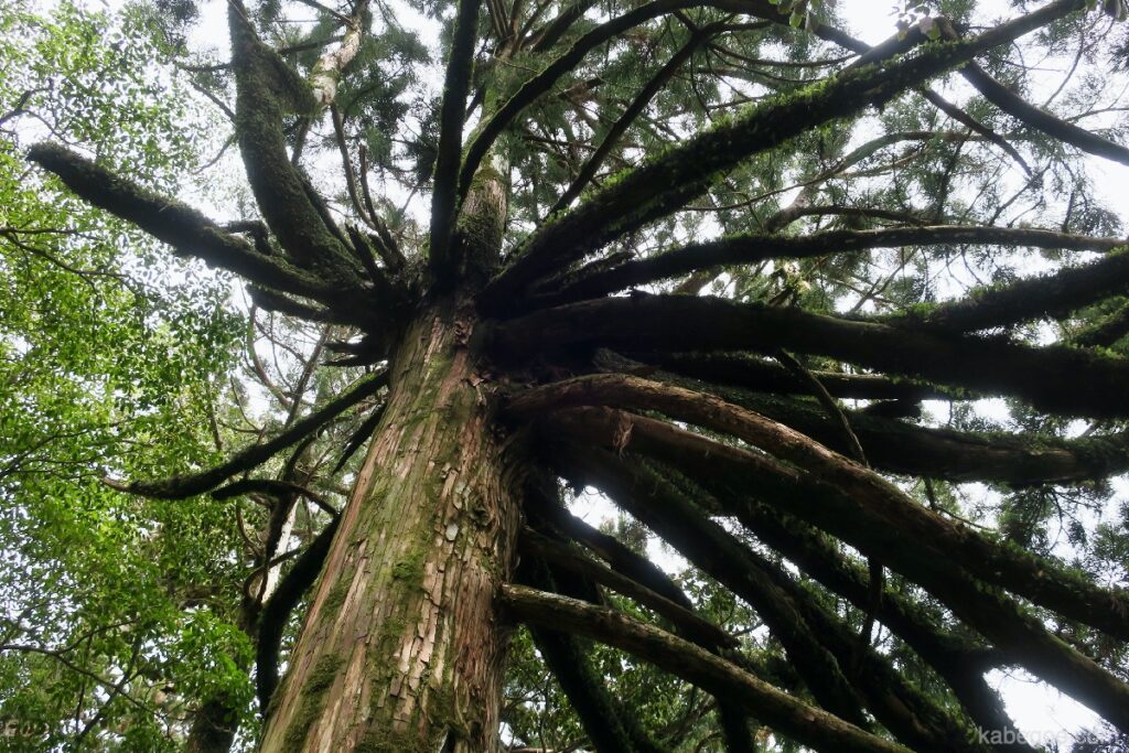 Pohon cedar gurita yakushima