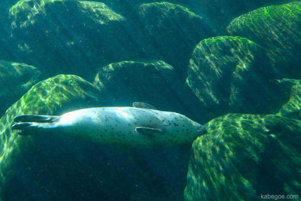 Focas manchadas en el acuario de Hakone