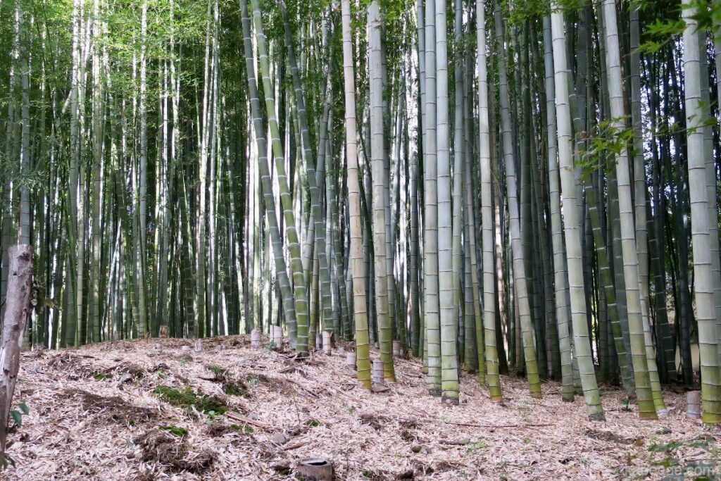 Jizo-in bamboe