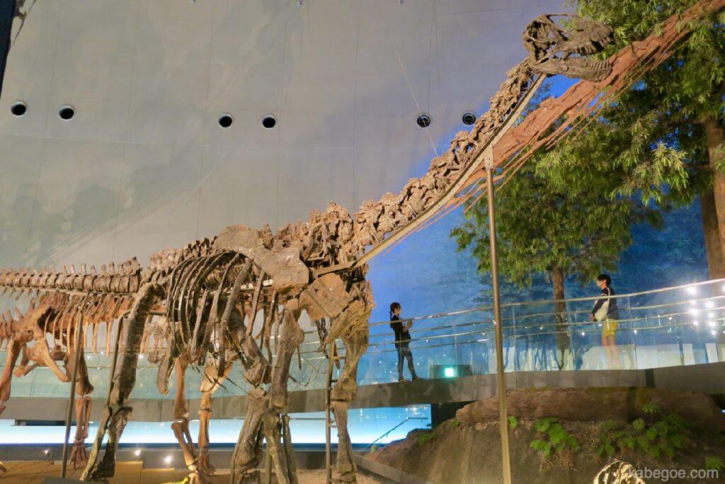 फुकुई डायनासोर संग्रहालय के पूरे शरीर का कंकाल