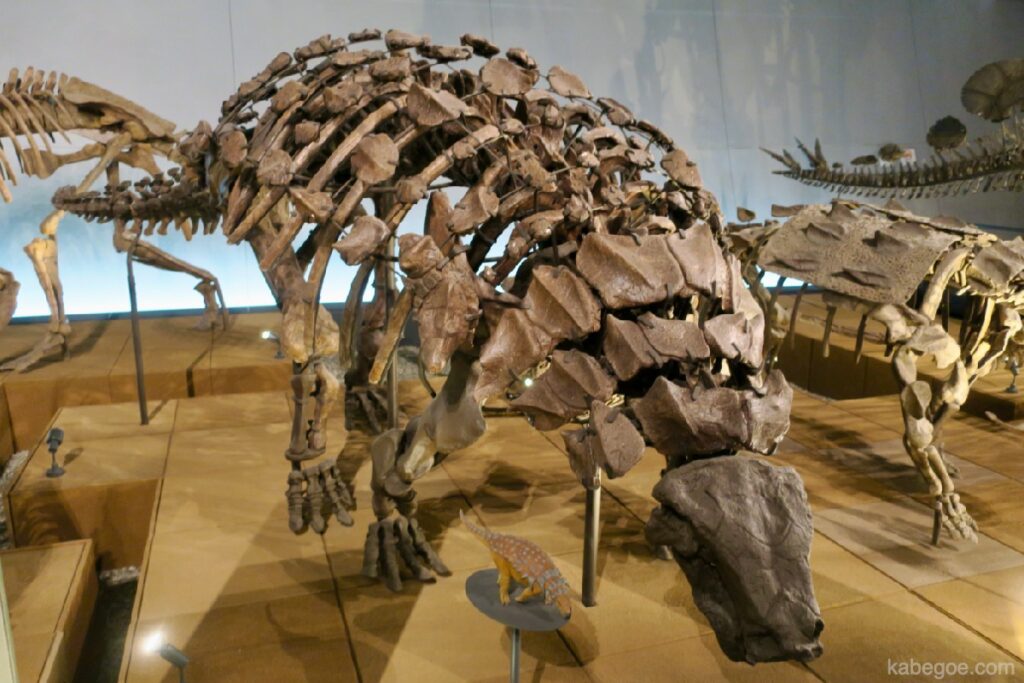 هيكل عظمي كامل الجسم لمتحف فوكوي للديناصورات