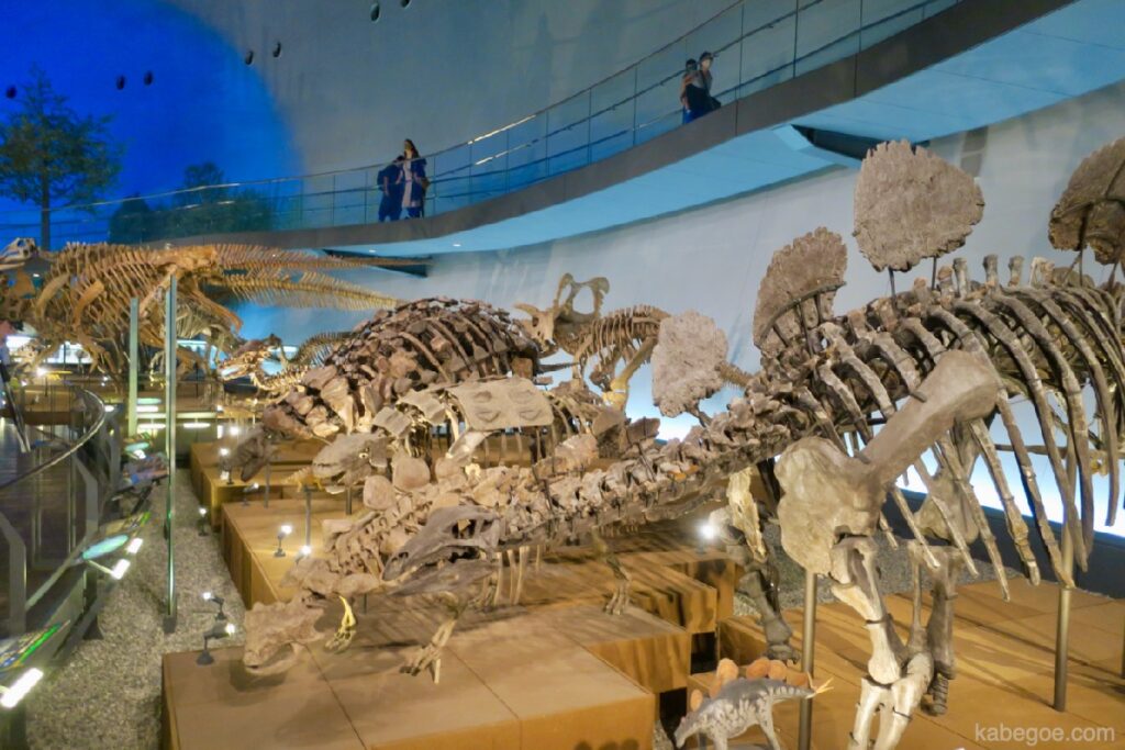Tengkorak seluruh badan Muzium Dinosaur Fukui