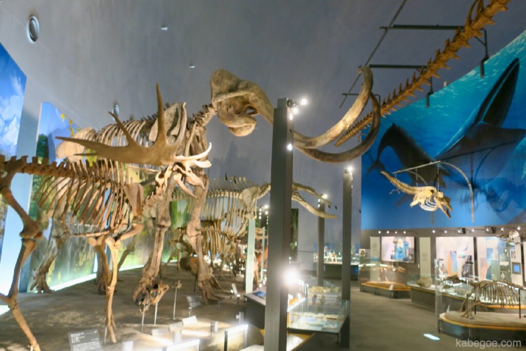 फुकुई डायनासोर संग्रहालय के पूरे शरीर का कंकाल