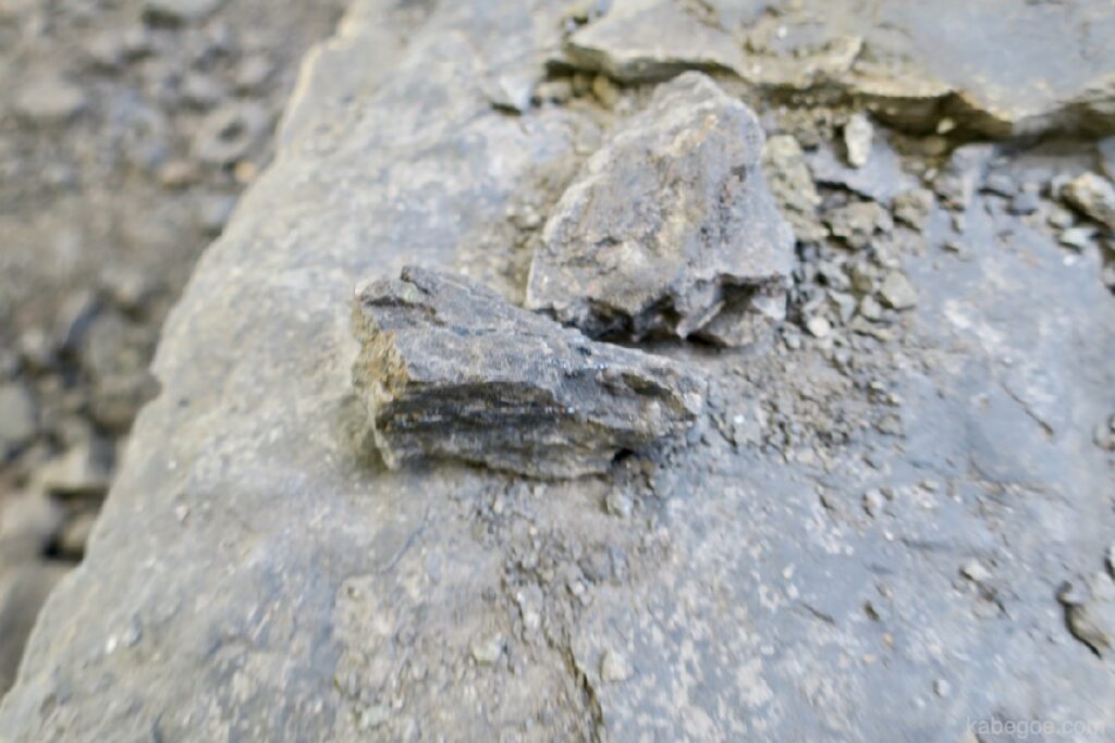 八界峽博物館的化石發掘體驗
