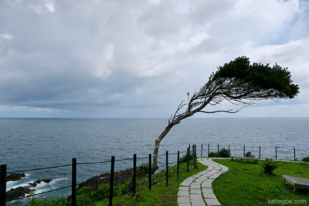 شجرة منحنية في "الكهف الأزرق" في شبه جزيرة نوتو