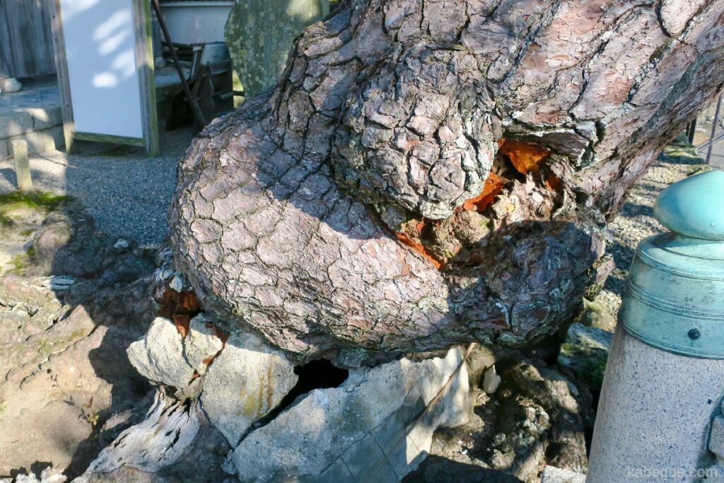 शिगा प्रान्त में उकिमिडो देवदार का पेड़